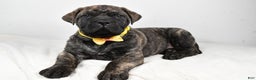 English Mastiff dogs for sale: Sheldon - Ad 1