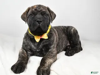 English Mastiff dogs Sheldon - Ad 11