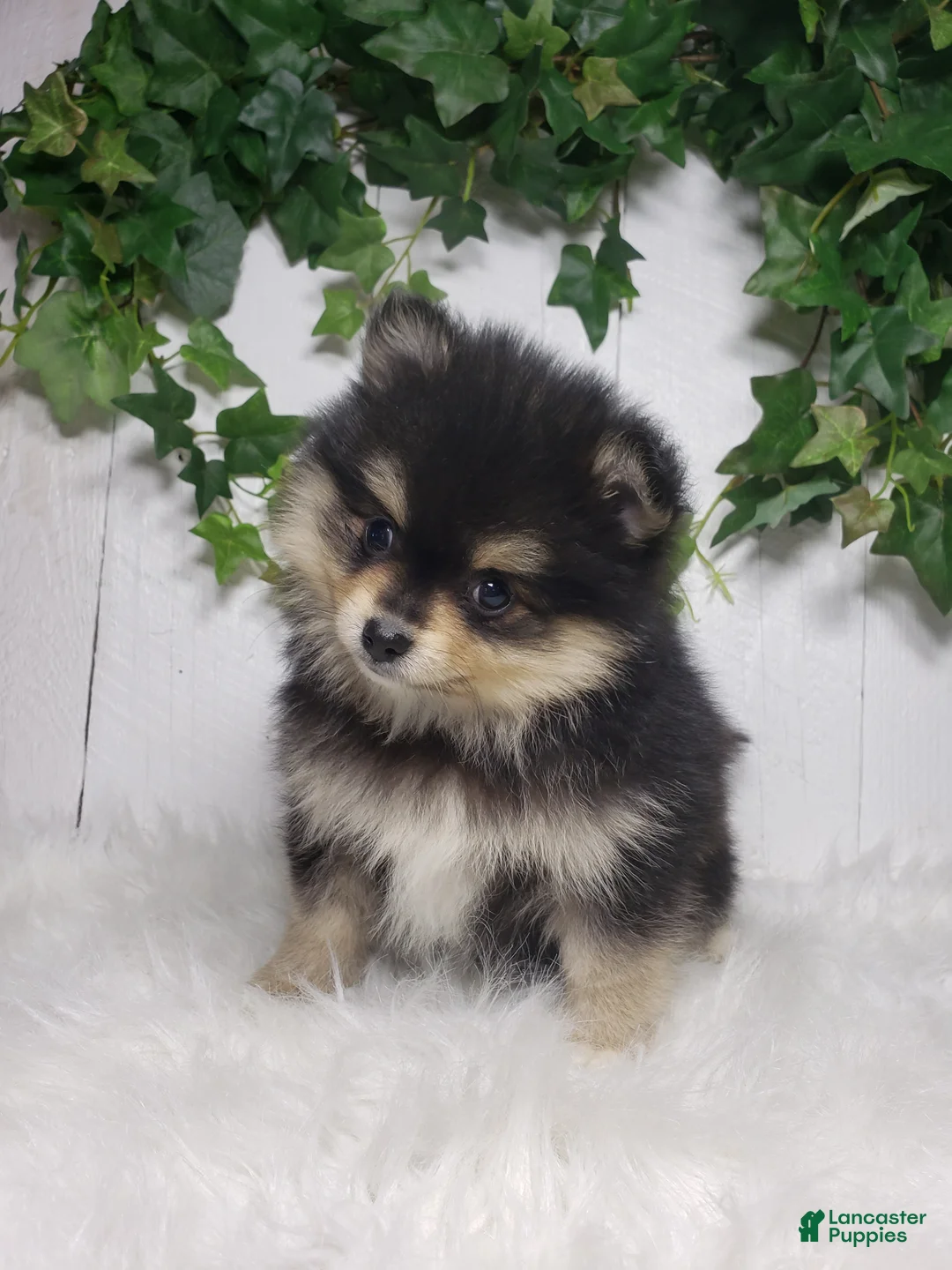 Pomeranian dogs for sale: Stella  - Ad 1