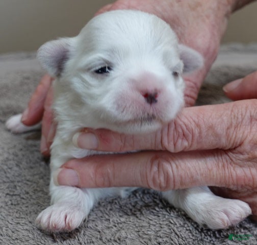 Maltese dogs Indi girl - Ad 2