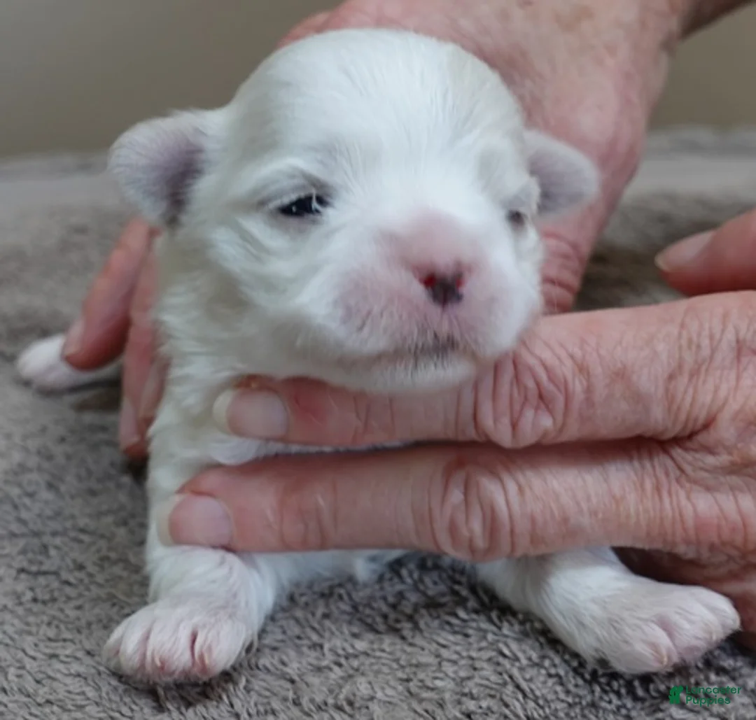 Maltese dogs for sale: Indi girl - Ad 1