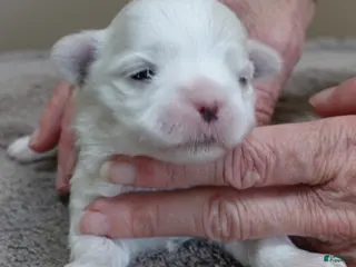 Maltese dogs Indi girl - Ad 2