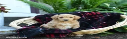 Goldendoodle dogs for sale: Pine Cone - Ad 3
