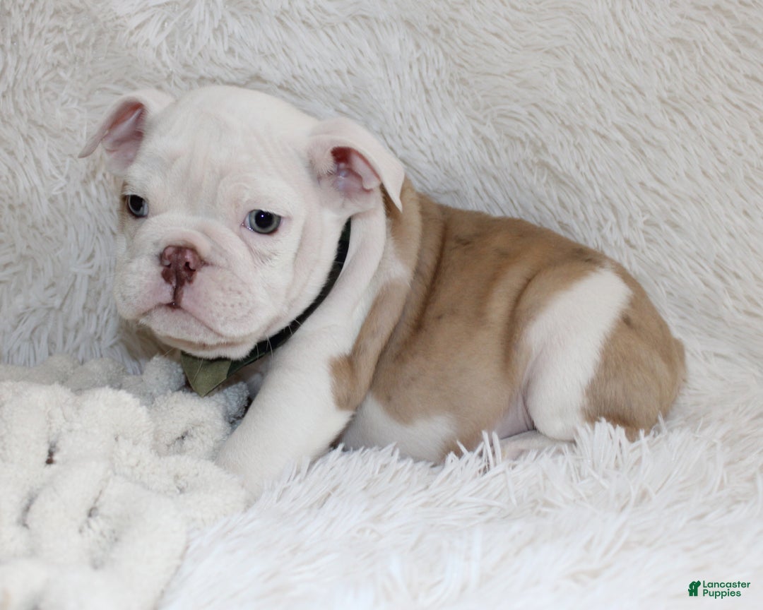 English Bulldog dogs for sale: Patrick - Ad 9