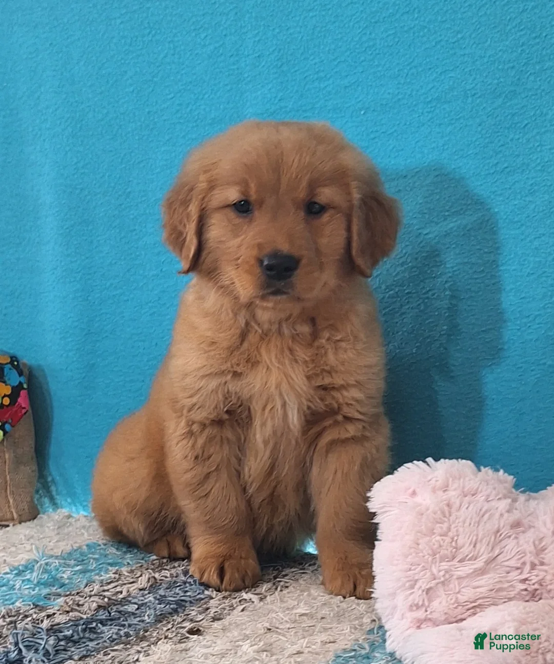 Golden Retriever dogs for sale: Cyrus - Ad 2