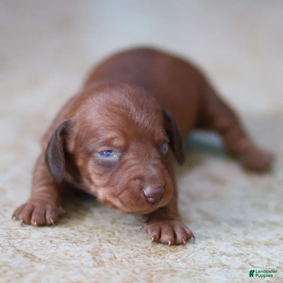 Miniature Dachshund dogs for sale: Willow - Ad 8