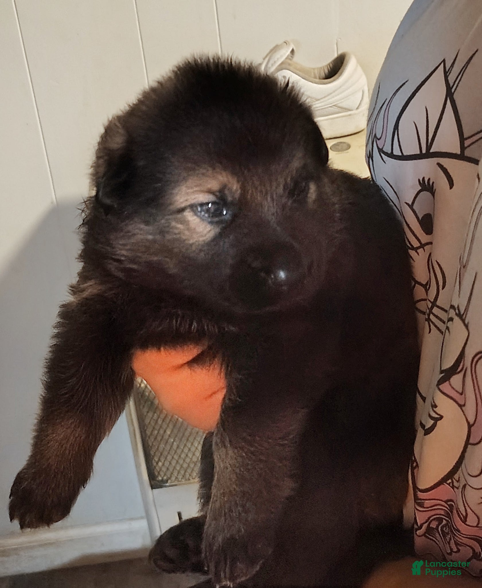 German Shepherd dogs German Shepherd Puppy 1 - Ad 2