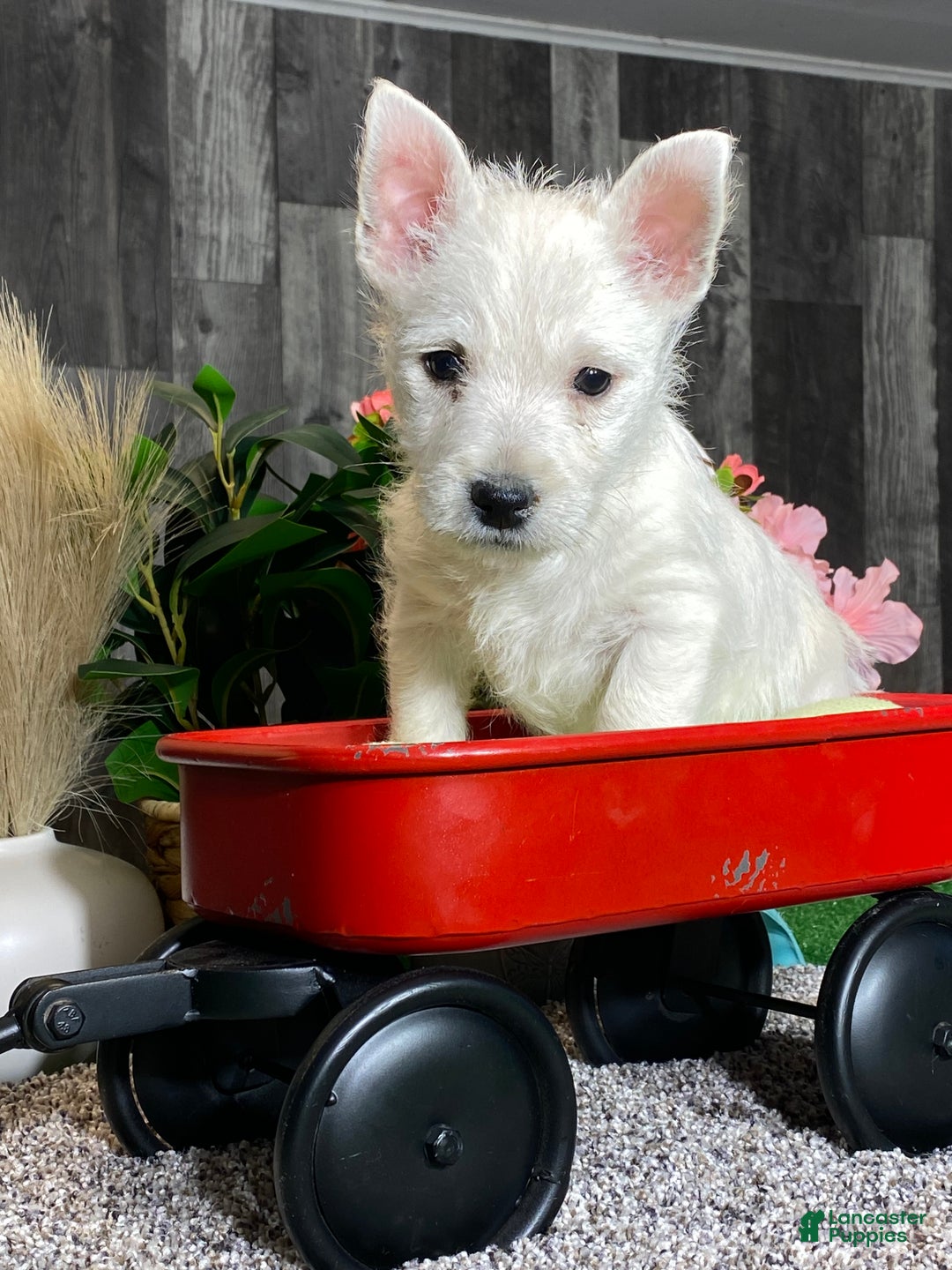 West Highland Terrier dogs for sale: Westin - Ad 1