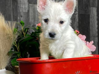 West Highland Terrier dogs Westin - Ad 25