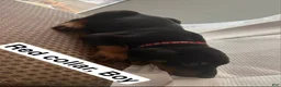 Doberman Pinscher dogs for sale: Doberman Pinscher Puppy 1 - Ad 2