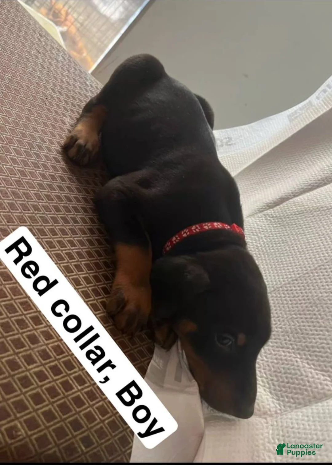 Doberman Pinscher dogs for sale: Doberman Pinscher Puppy 1 - Ad 2