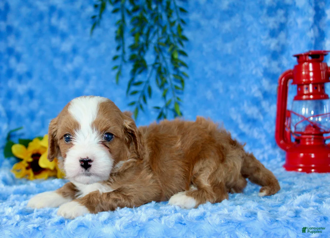 Cavapoo dogs for sale: Cavapoo 2 - Ad 5
