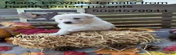 German Shepherd dogs for sale: Macy - Ad 6