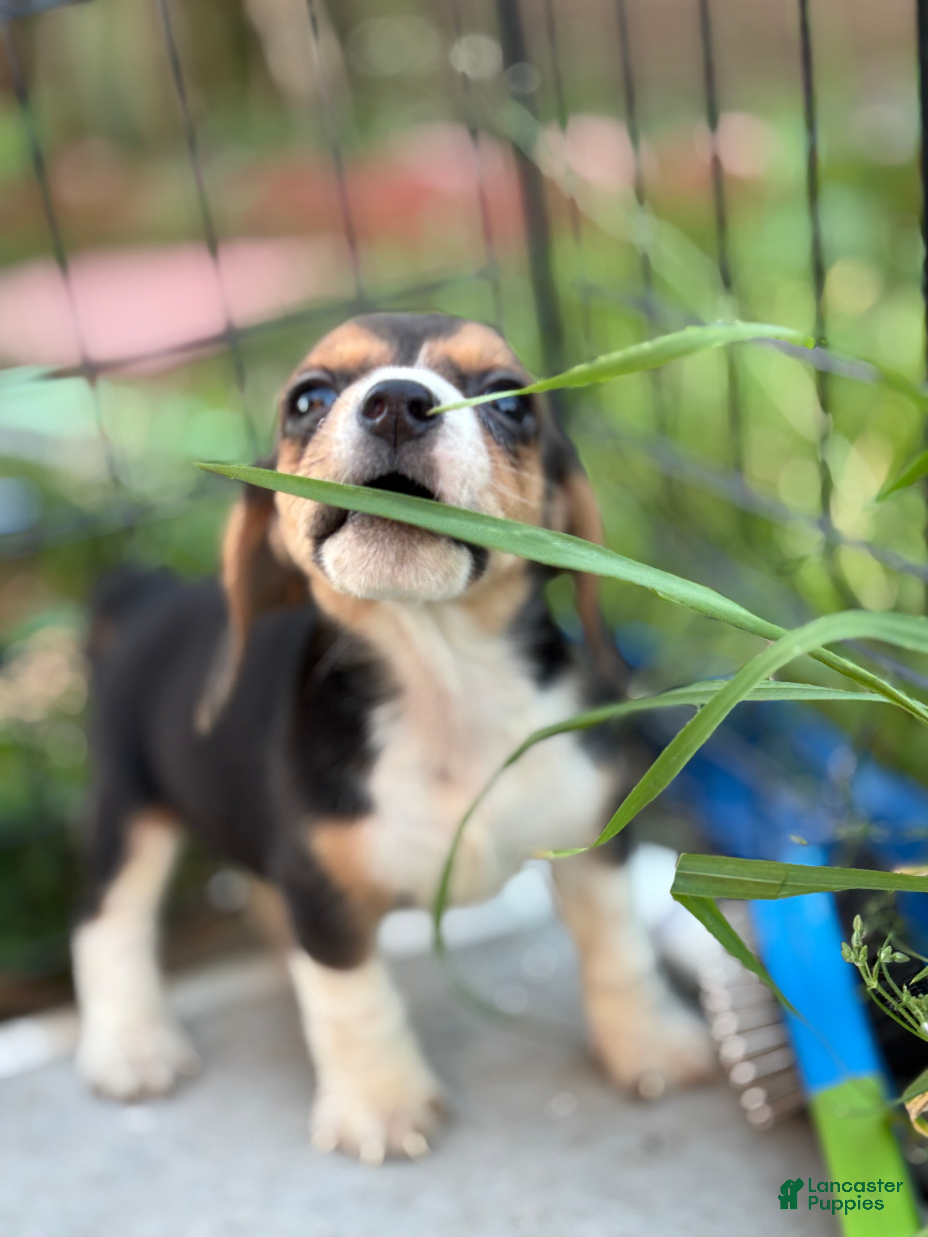 Beagle dogs Honey - Ad 21