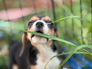 Beagle dogs Honey - Ad 1