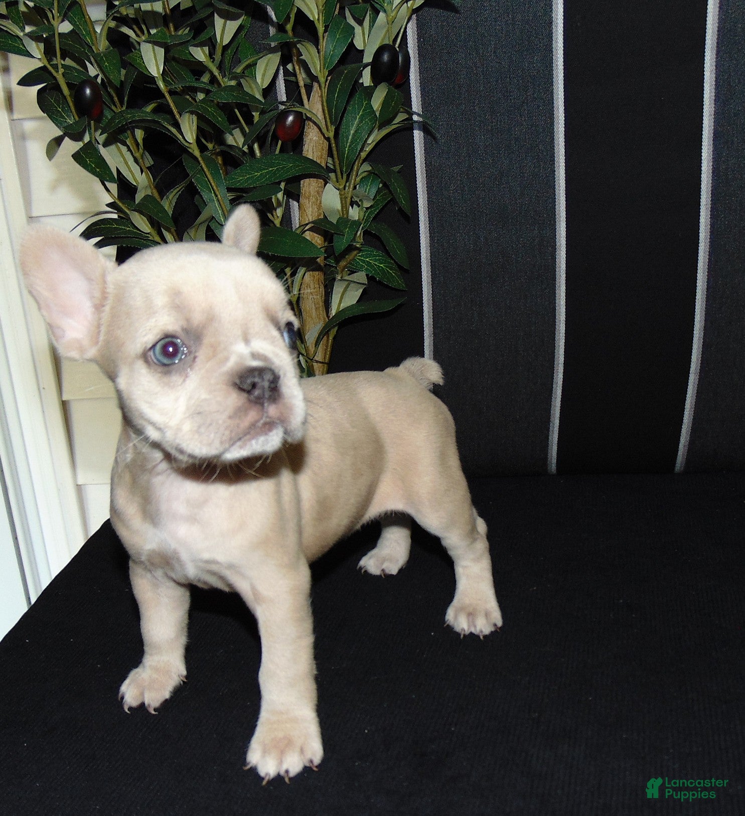 French Bulldog dogs Minnie - Ad 1