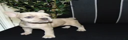 French Bulldog dogs for sale: Minnie - Ad 9