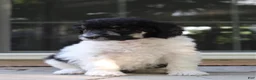 Standard Poodle dogs for sale: Sage AKC standard poodle - Ad 25