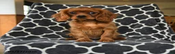 Cavalier King Charles Spaniel dogs for sale: Rocket - Ad 2