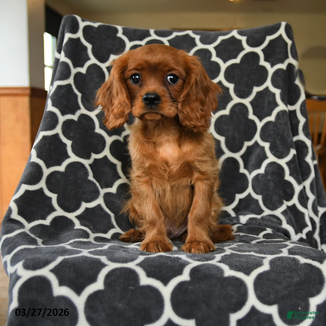 Cavalier King Charles Spaniel dogs for sale: Rocket - Ad 2