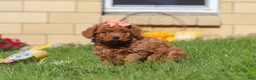 Mini Goldendoodle dogs for sale: Sadie - Ad 3