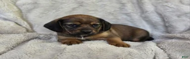 Sable