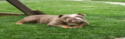 English Bulldog dogs for sale: Zelda - Ad 11
