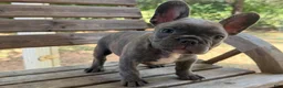 French Bulldog dogs for sale: Bane - Ad 5