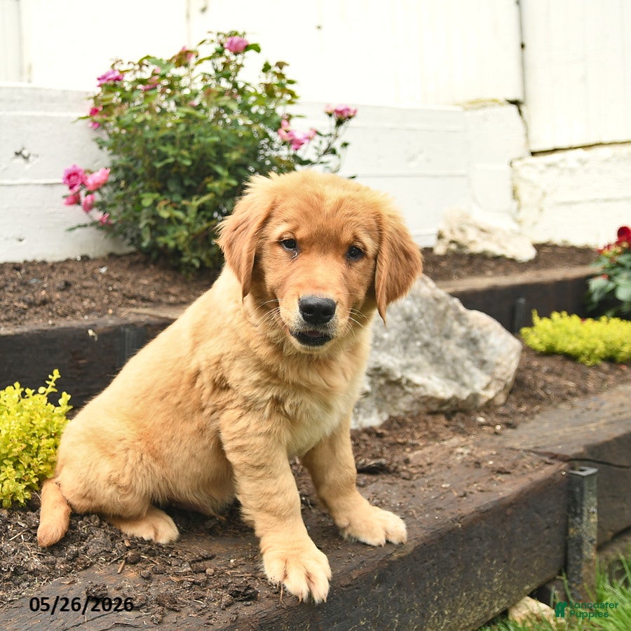 Golden Retriever dogs Charlie  - Ad 2