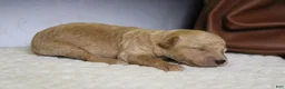 Goldendoodle dogs for sale: Alfredo - Ad 6