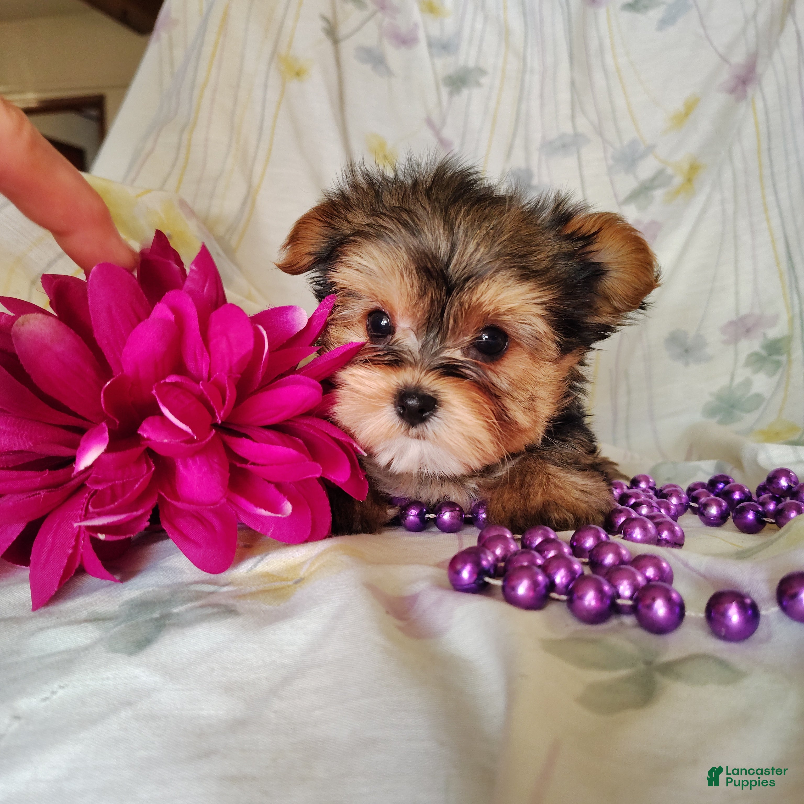Yorkshire Terrier dogs Violet  - Ad 1