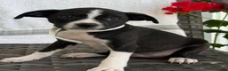 Mixed Breed dogs for sale: Gracey - Ad 5