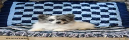 Pomeranian dogs for sale: Hazel - Ad 3