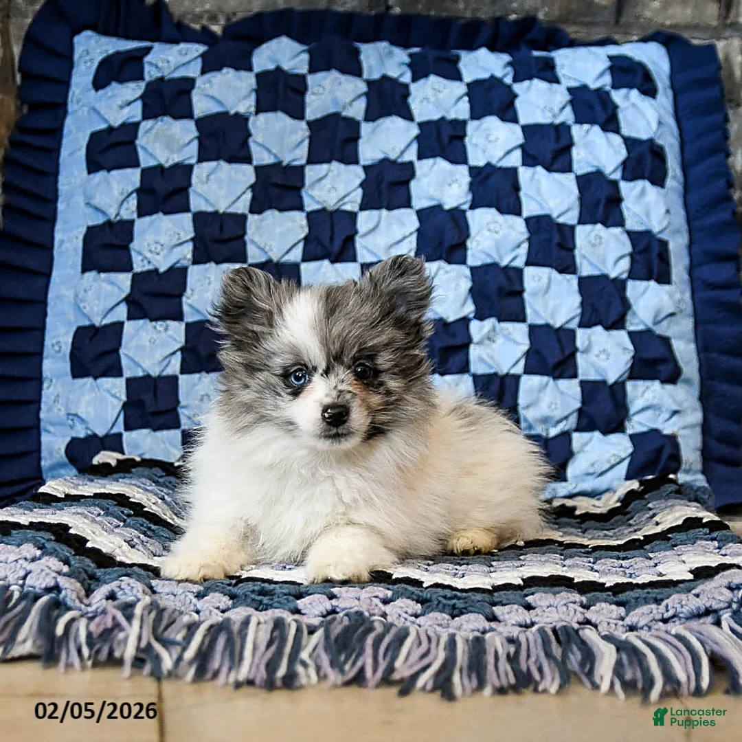 Pomeranian dogs for sale: Hazel - Ad 3