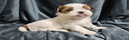 Mixed Breed dogs for sale: Mixed Breed Puppy 2 - Ad 2
