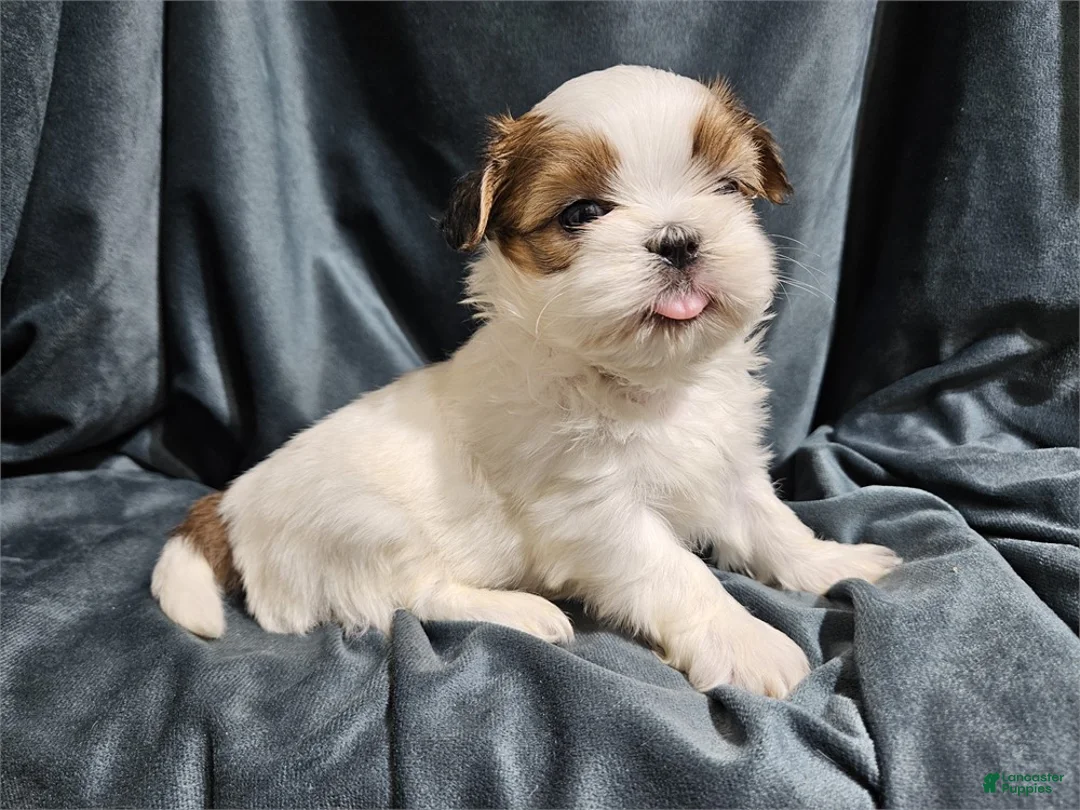 Mixed Breed dogs for sale: Mixed Breed Puppy 2 - Ad 2