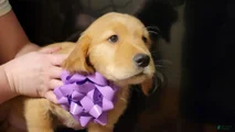 Golden Retriever Puppy 2