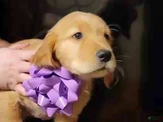 Golden Retriever dogs Golden Retriever Puppy 2 - Ad 11