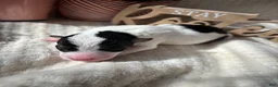 Wire Fox Terrier dogs for sale: Wire Fox Terrier 3 - Ad 3