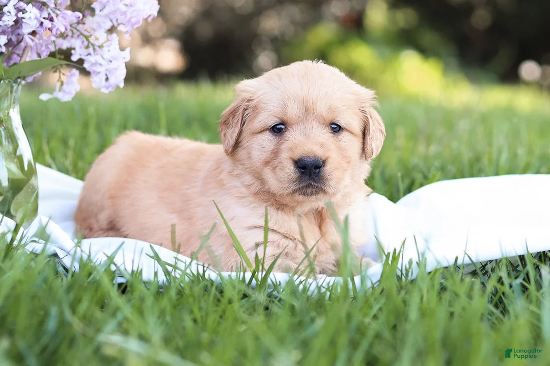 Golden Retriever dogs for sale: Golden Retriever Puppy 4 - Ad 5