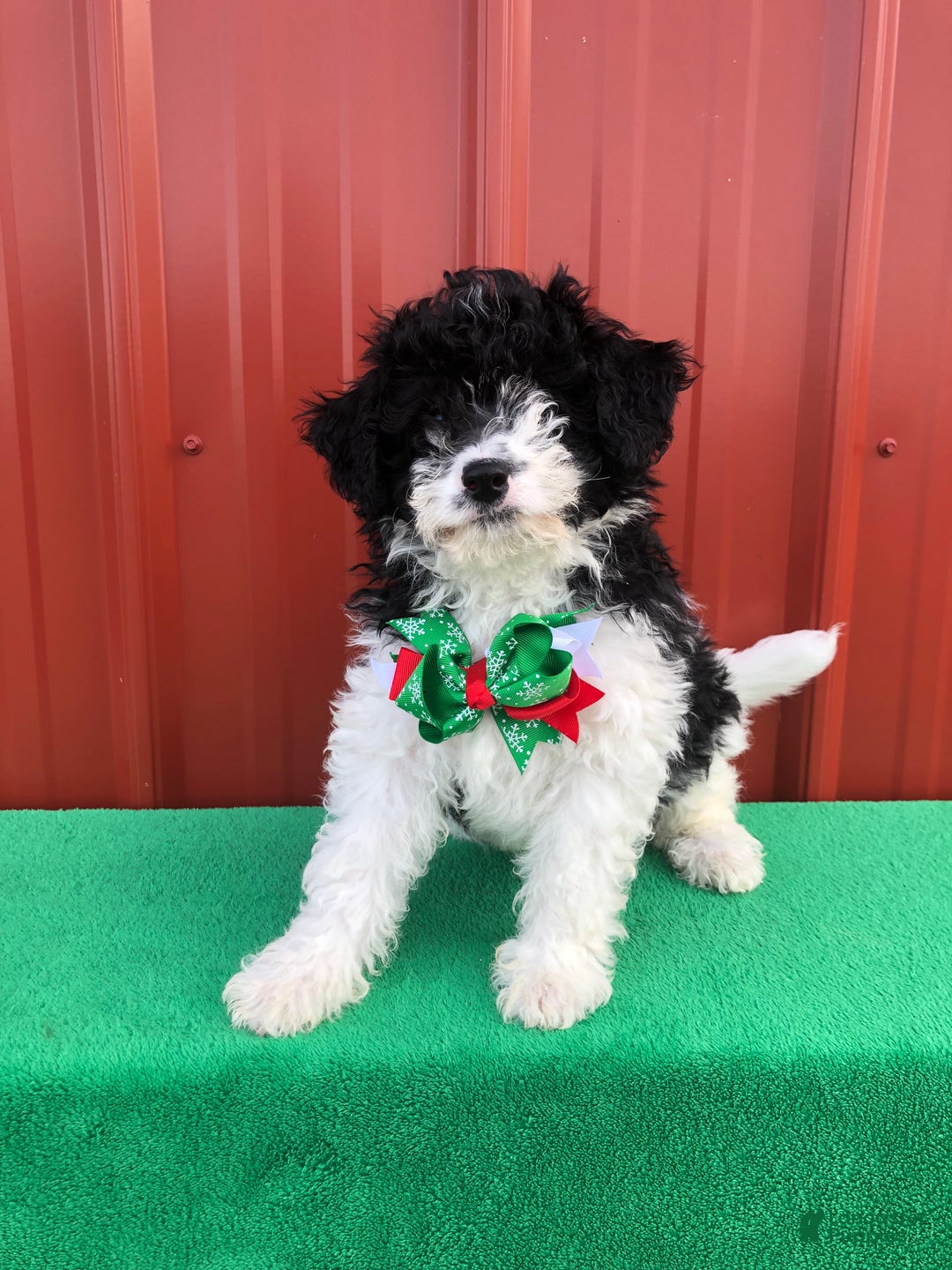 Mixed Breed dogs for sale: Scout - Ad 4