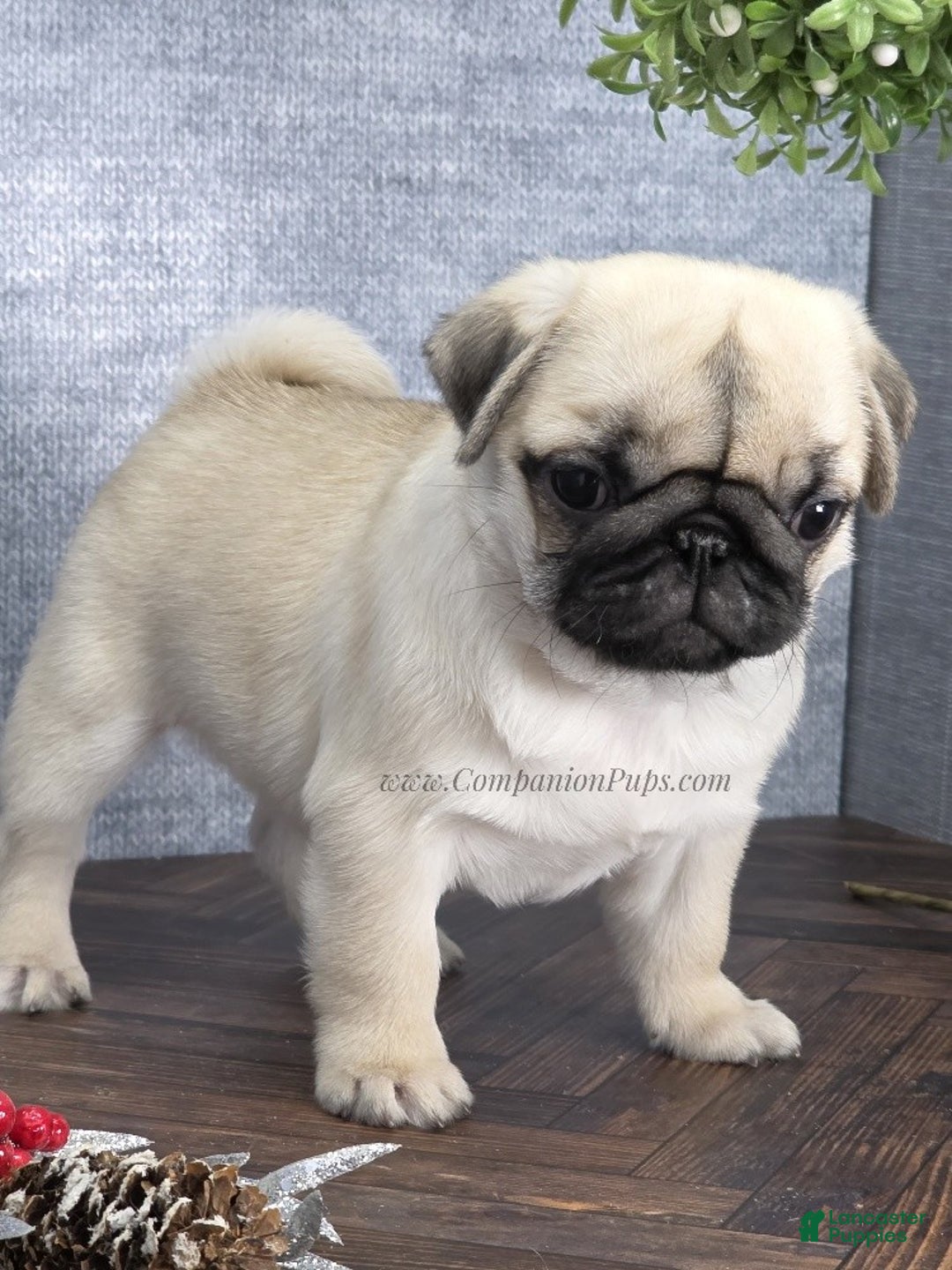 Pug dogs for sale: Excellent Christmas Present! - Silver Fawn Boy - Ad 1