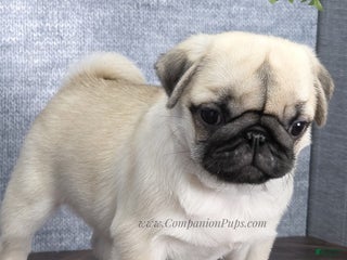 Pug dogs Excellent Christmas Present! - Silver Fawn Boy - Ad 6