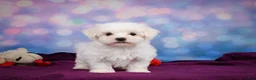 Maltese dogs for sale: Peanut - Ad 9