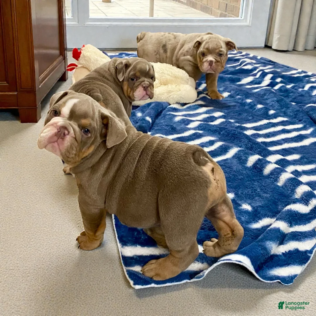 English Bulldog dogs for sale: Ava - Ad 4