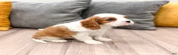 Cavalier King Charles Spaniel dogs for sale: Emmy - Ad 3