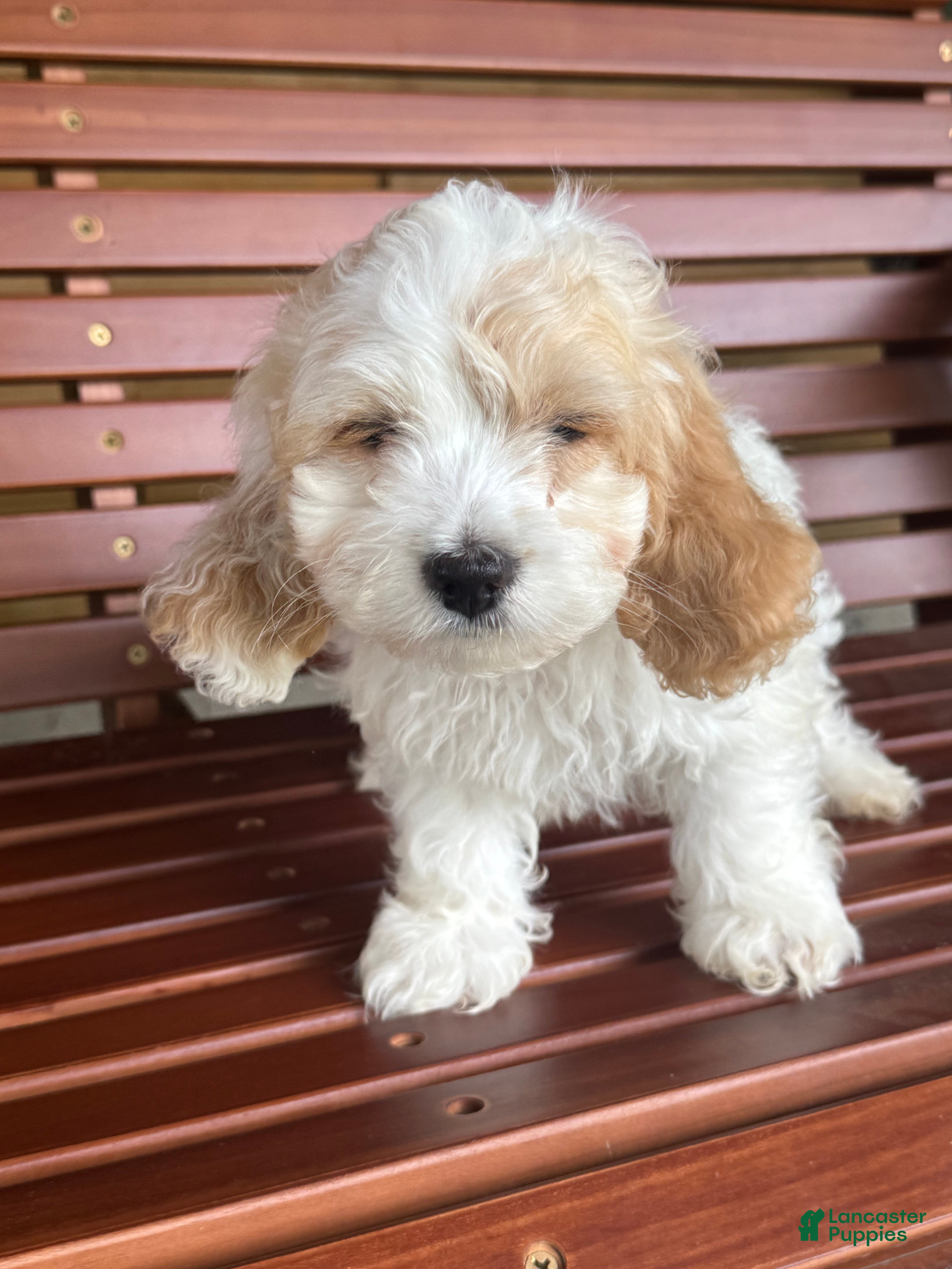 Cockapoo dogs Cockapoo 2 - Ad 7