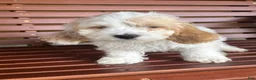 Cockapoo dogs for sale: Cockapoo 2 - Ad 1