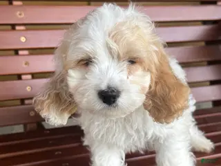 Cockapoo dogs Cockapoo 2 - Ad 7