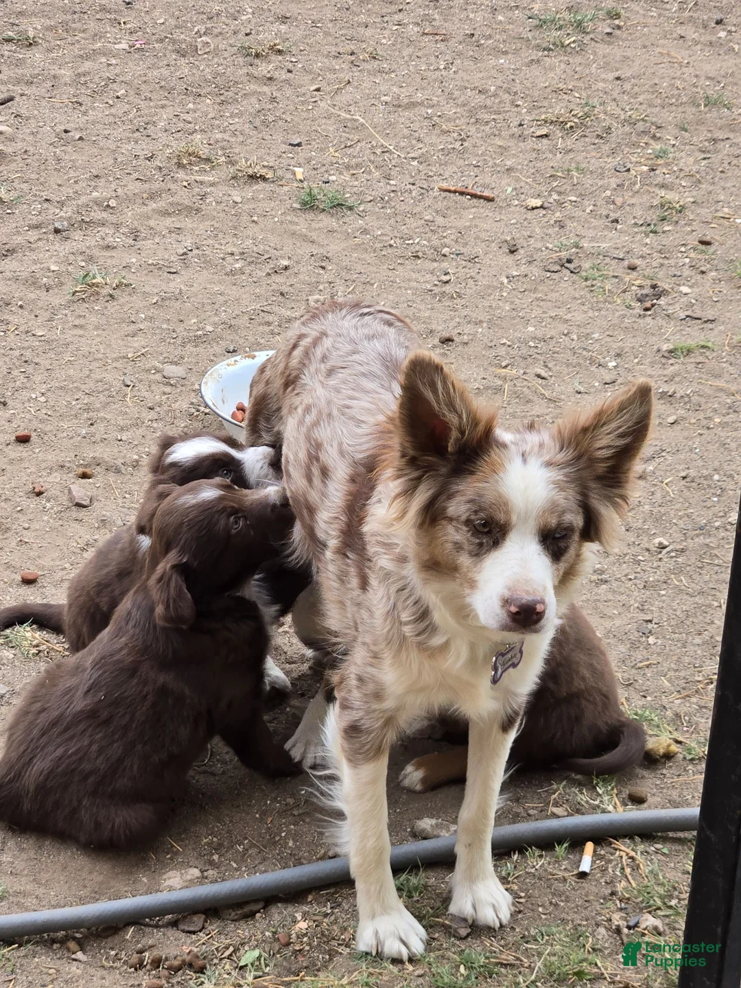 Miniature Australian Shepherd dogs for sale: Miniature Australian Shepherd 1 - Ad 5